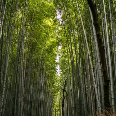 全民岛主内购破解版下载